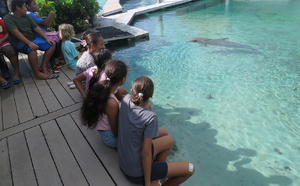 La doyenne des dauphins de Moorea est morte
