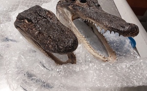 Deux têtes d’alligators protégées découvertes dans les bagages d’une voyageuse