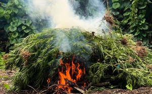 Près d’une demie-tonne de paka détruite par les douanes à Huahine