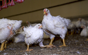 Le poulet brésilien interdit au Fenua