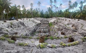 Aux Tuamotu, les maite reprennent racine
