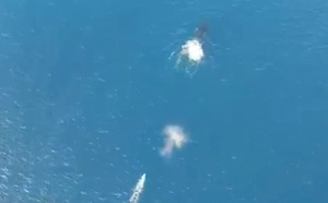​Taiarapu-Est : une baleine emmêlée à une bouée