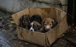 "Quand il y a maltraitance animale, souvent il y a une maltraitance intrafamiliale" 