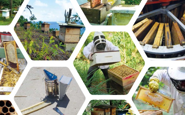 Un guide pour bien gérer ses ruches