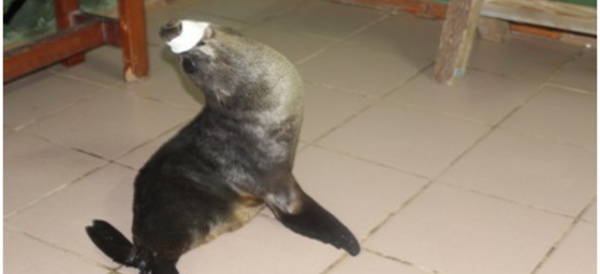 Sauvetage peu ordinaire aux Australes