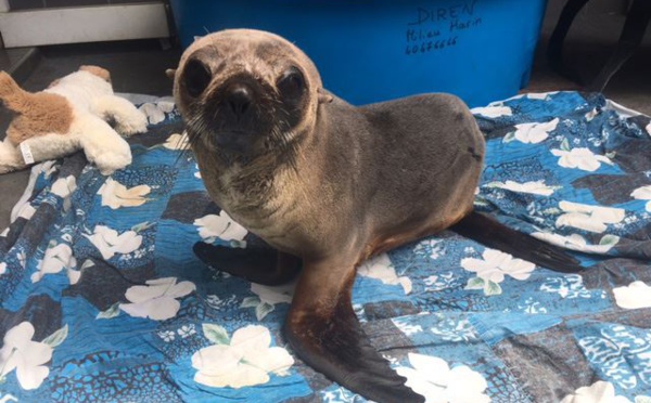 Un appel aux pêcheurs pour l'otarie