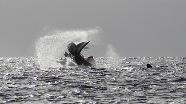 Mata Tohora, la bonne fée des cétacés
