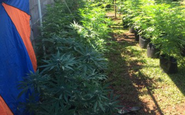 664 plants de pakalolo arrachés dans cinq plantations à Taiarapu-est