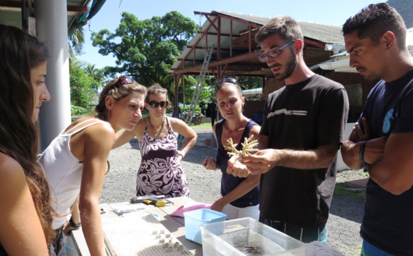 Comment réussir le bouturage de coraux