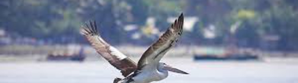 Un pélican "perdu" fait des heureux aux Philippines