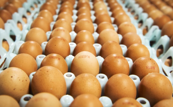 Salmonellose : où en est-on ?