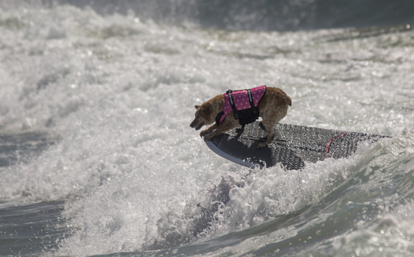 USA: des chiens au pied marin s'affrontent dans une compétition de surf