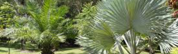La Nouvelle-Calédonie veut protéger son exceptionnelle diversité de palmiers
