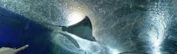 Singapour: un plongeur tué par une raie dans un parc océanographique