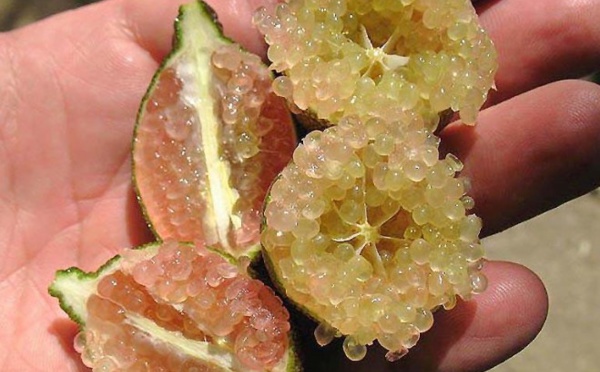 A la Foire agricole, une grande nouveauté : le citron caviar