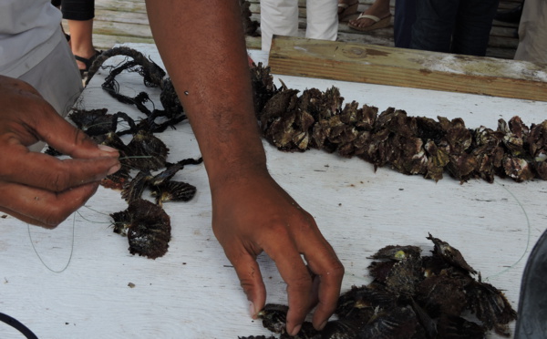 Réforme de la perliculture : ce qui va changer