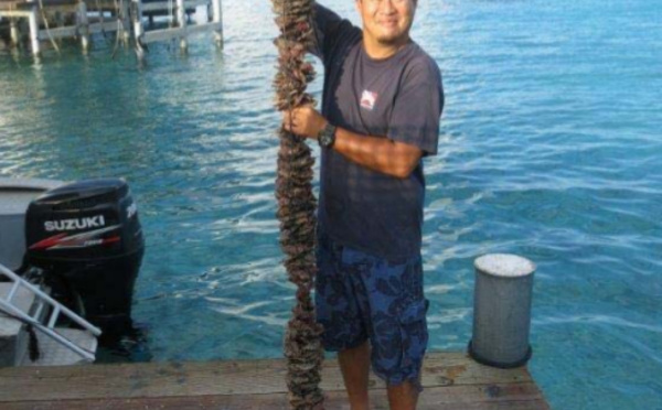 La génétique fait briller la perle de Tahiti