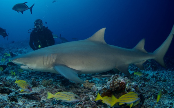 L'impact du shark-feeding sur les requins étudié