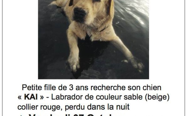 Vols de chien: business ou casserole ?