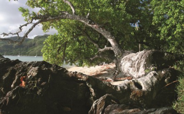 Carnet de voyage - Huahine : Avea, la “plage forêt”