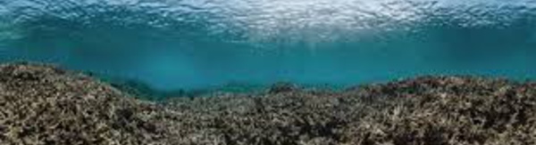 Australie: les coraux meurent plus que jamais dans la Grande barrière de corail