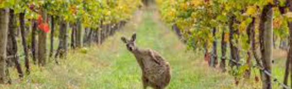 Climat: il y a le feu dans la vigne australienne