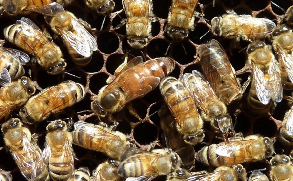 Une étude pour mieux connaître les caractéristiques des miels