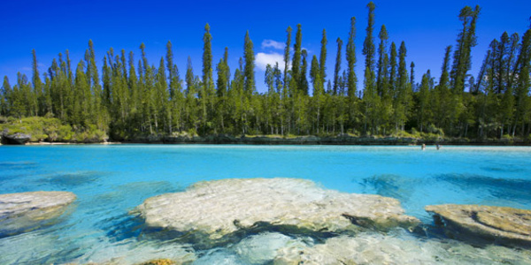 La biodiversité de Nouvelle-Calédonie passée au peigne fin par des naturalistes
