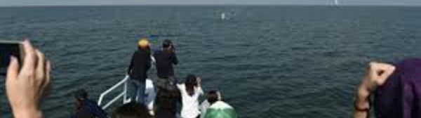 Observer les baleines au large de Bangkok, une rareté au royaume du tourisme de masse