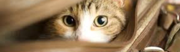 Chat n'a pas marché: la mésaventure d'une Canadienne à la douane néo-zélandaise