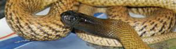 Australie: un septuagénaire décède après avoir été mordu chez lui par un serpent