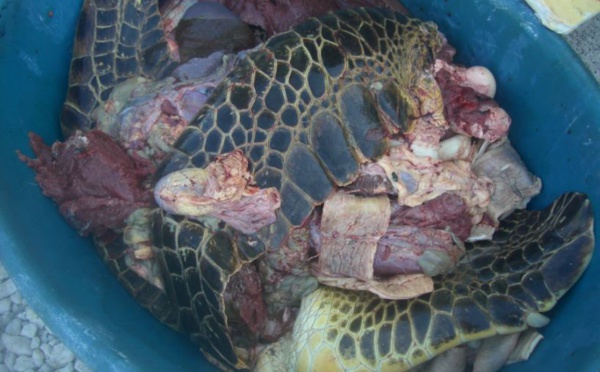 Tortues : Les braconniers de Bora Bora jugés en audience foraine