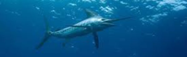 Australie: Un marlin l'entraîne à la mer, un jeune ppecheur miraculé en Australie
