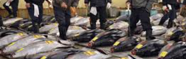 Japon: un thon rouge à 605.000 euros à la 1ère criée 2017