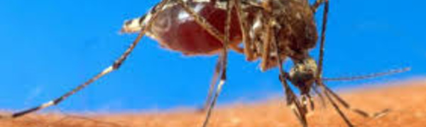 Epidémie de dengue déclarée en Nouvelle-Calédonie