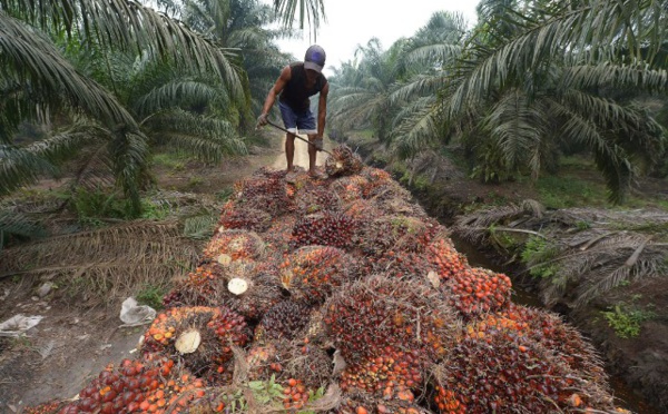 Indonésie: HSBC finance la destruction de forêt tropicale (Greenpeace)