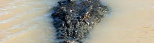 Un Australien tué par un crocodile en traversant à gué une rivière