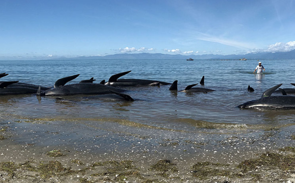 Nouvelle-Zélande: les baleines-pilotes échouées regagnent le large