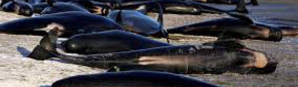 Baleines échouées en Nouvelle-Zélande: risques d'explosion des carcasses