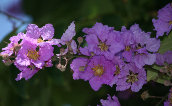 Carnet de voyage - Floraisons de nos arbres tahitiens (2e partie et fin)