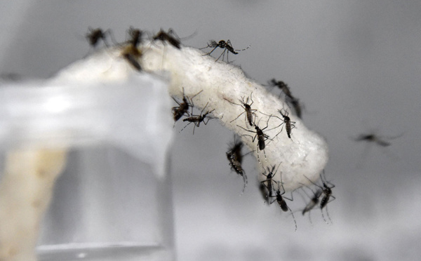 Intense mobilisation contre la dengue en N-Calédonie après deux morts