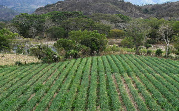 Les aides publiques débloquées pour l'usine de sucre de Marie-Galante