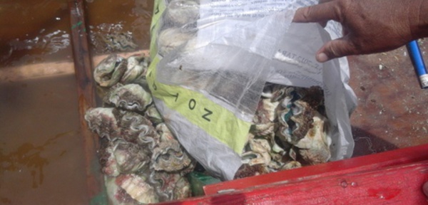 Moorea : des pêcheurs de bénitiers pris en flagrant délit