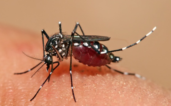 Le nombre de cas de dengue augmente