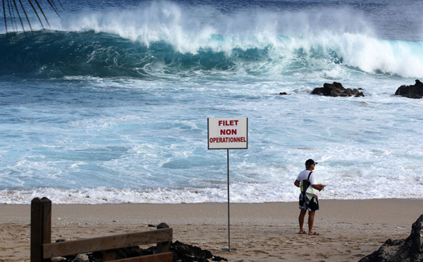 La pêche ciblée renforcée et la commercialisation de squales envisagée