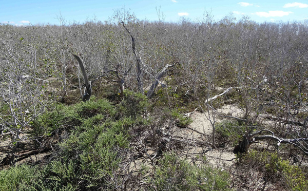 Climat: la mangrove "meurt de soif" en Australie