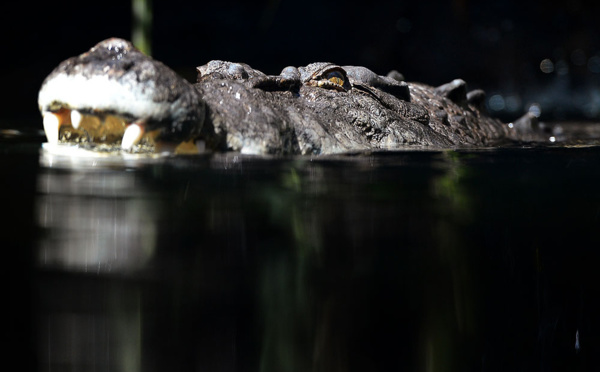 Australie: Un pêcheur vraisemblablement tué par un crocodile
