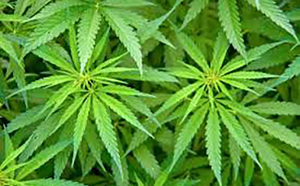 L'Argentine légalise l'usage médicinal du cannabis