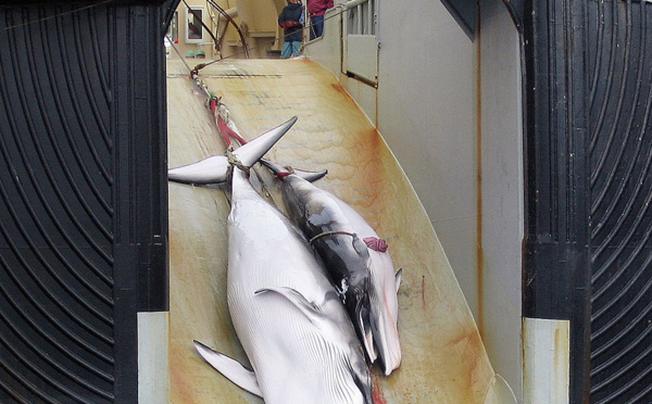 Chasse annuelle à la baleine: le Japon tue 333 cétacés
