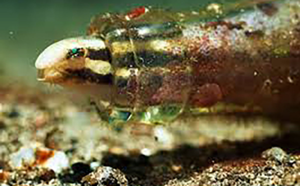 Le venin d'un petit poisson du pacifique source possible d'un nouvel antidouleur